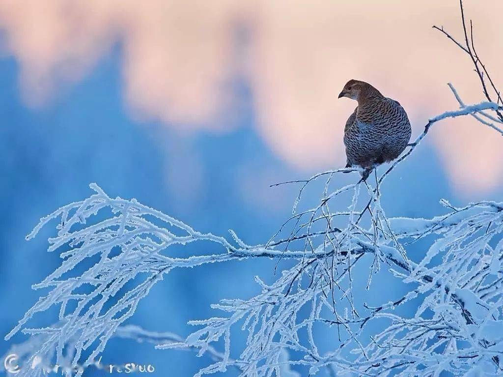 冬鸟