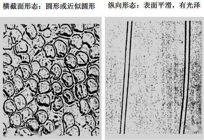 常见纺织纤维在显微镜下的形态