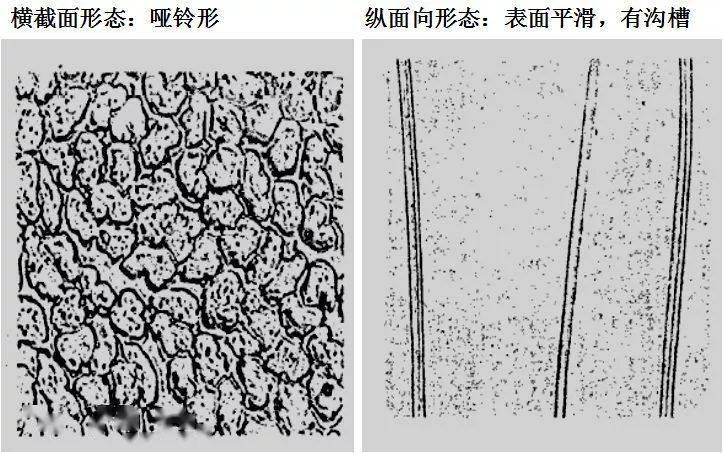 常见纺织纤维在显微镜下的形态