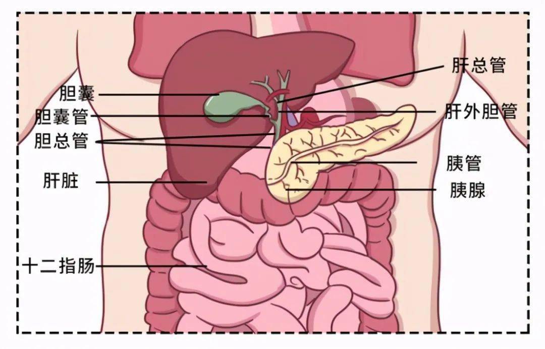 跟胰腺作用密不可分 胰腺,到底有什么用 胰腺藏在人体左上腹最深处