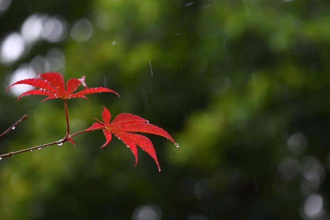 秋雨