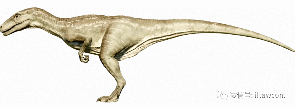 最早的恐龙之一艾雷拉龙