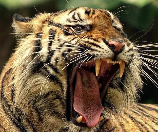 精彩的动物世界凶猛的老虎