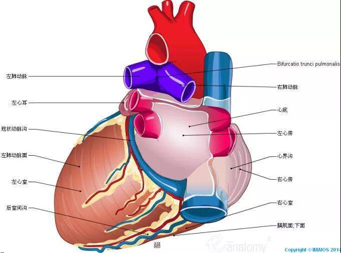 67史上最全心脏解剖图值得收藏