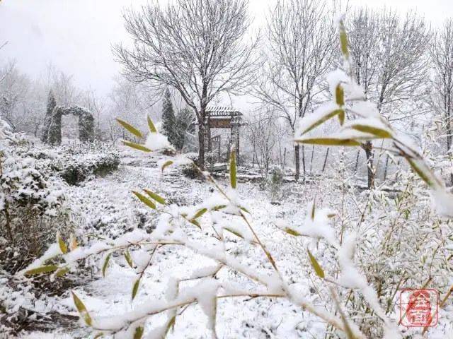 今天我们帮你打包了郑州下雪的所有美图