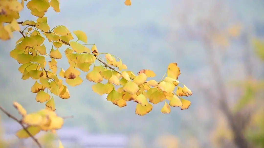 ab3447efb1f54efdaf7823add9b98771.jpeg