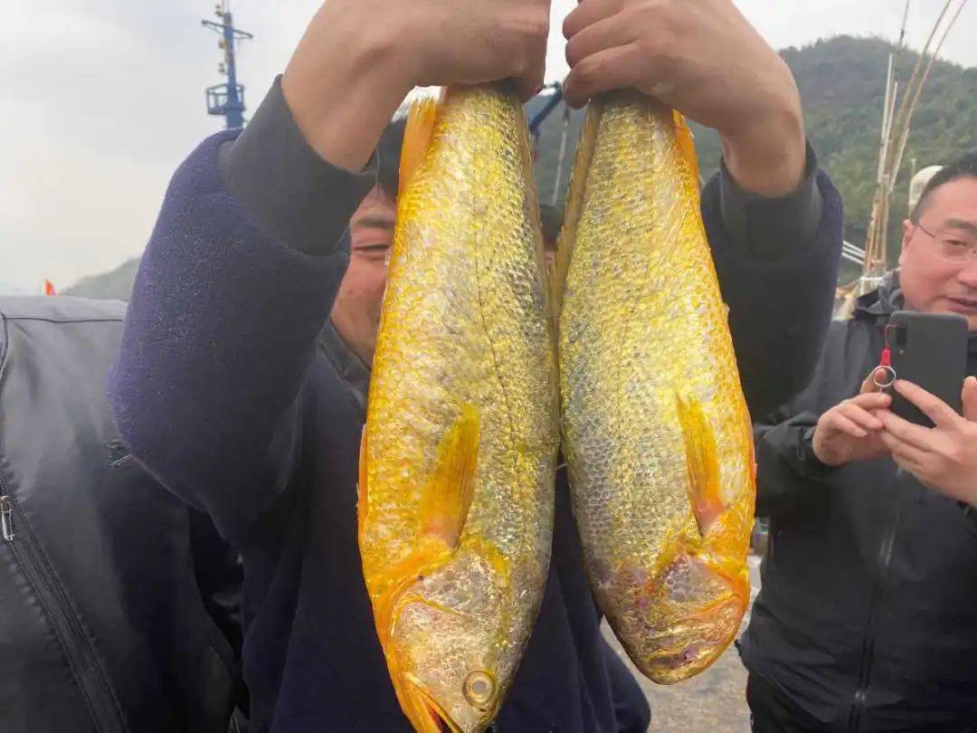 1500多斤野生大黄鱼上岸了有半米长价格是