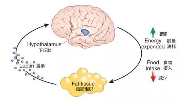 肠道|不仅会丑还容易胖？睡前这一步没做对，一觉醒来老10岁！睡不好