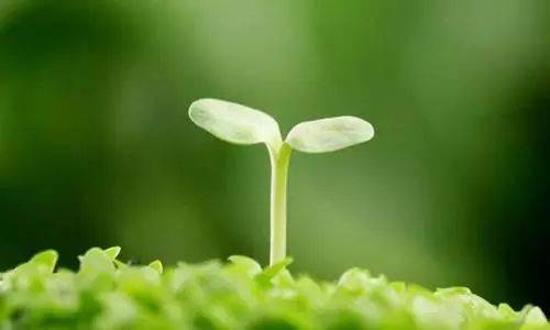 你独自在悬崖边, 孤独吗? 小草微笑说 孤独?