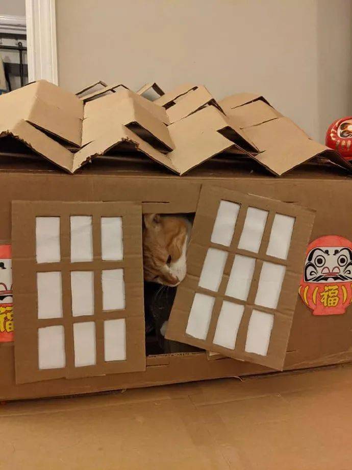 铲屎官用纸箱给猫咪做了个房子不知道能撑多久