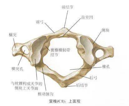 颈椎七兄弟解剖结构,轻松掌握颈椎病症问题