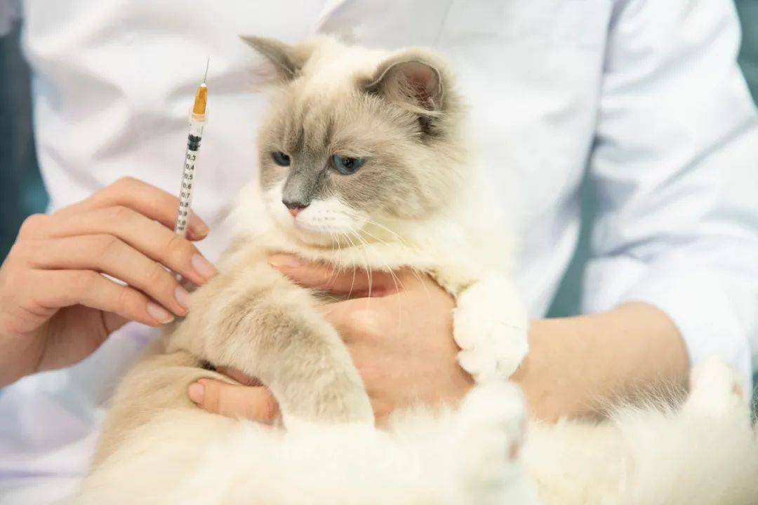 厦门铲屎官求助:猫咪得了冠状病毒,我花了上万块钱治疗却被亲友指责