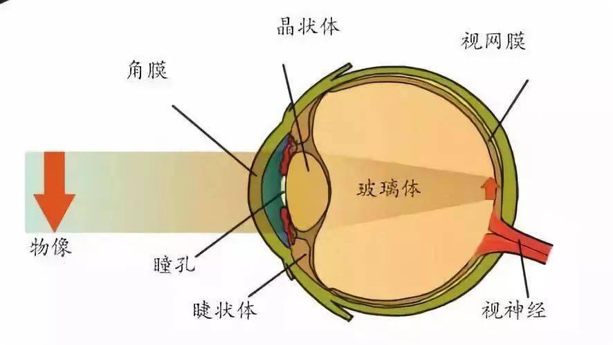 如何正确理解裸眼视力和屈光度的关系