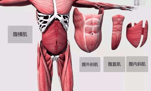 怎么样瘦肚子的肌肉 1147d597b4b84f118437638122e4347e.png