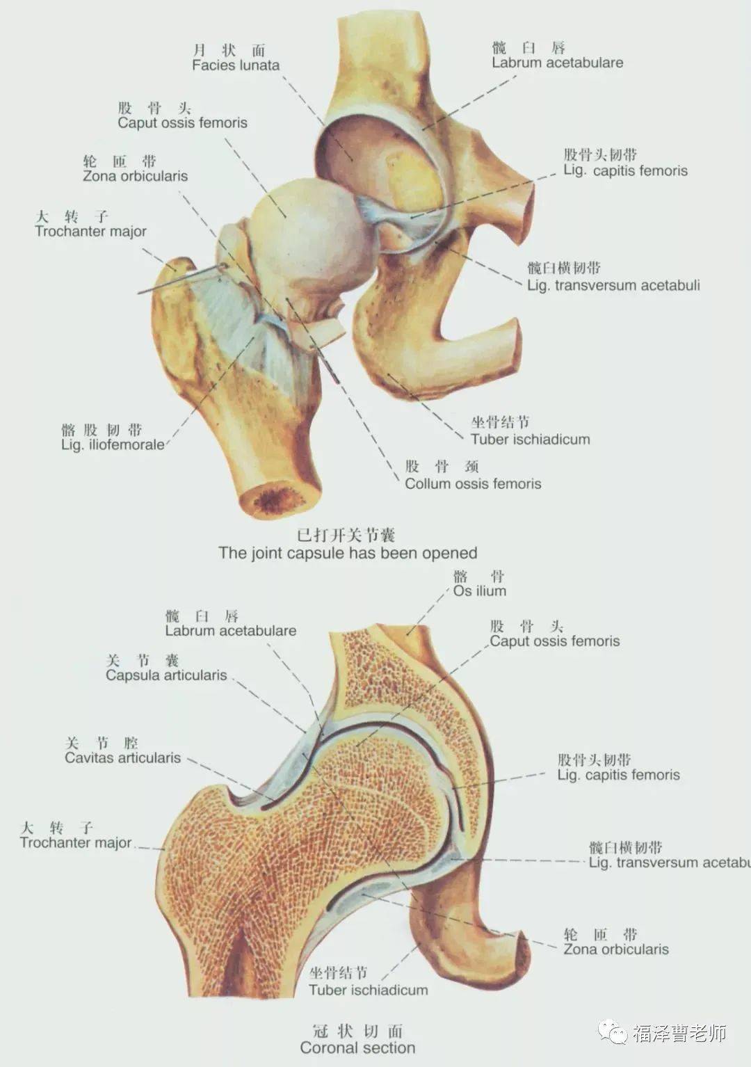 【干货】全身主要韧带解剖,起止点,一篇总结到位!