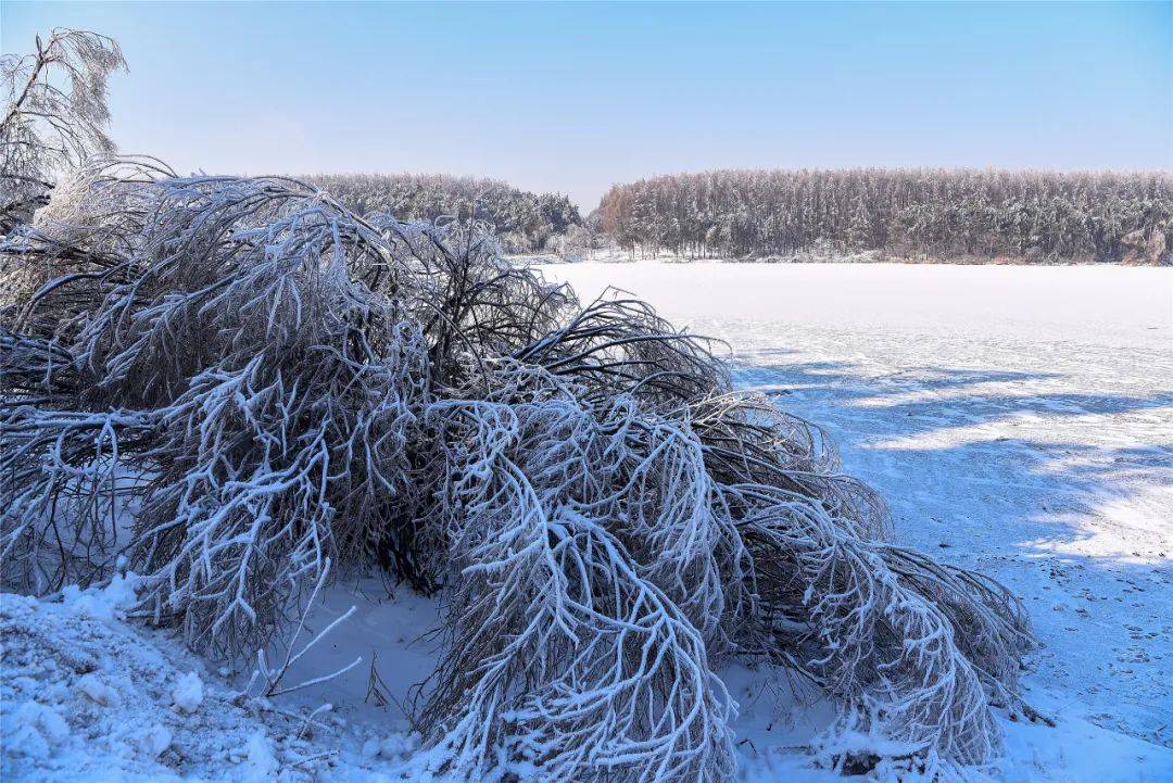 净月潭的雪景美成画卷!