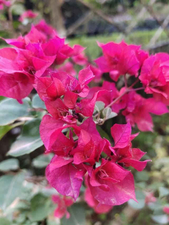 绿叶红三角梅 a462e6ec96b34c42bc02180b675fb706.jpeg