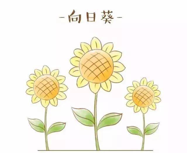 向日葵简笔画