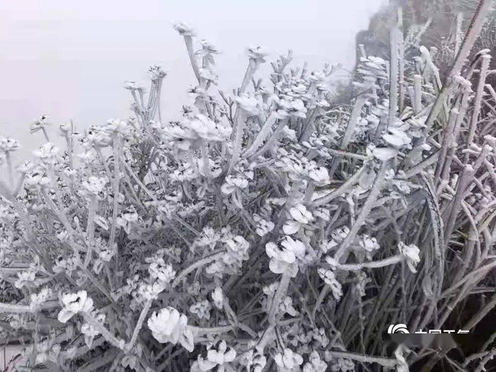 广东下雪了最低4顺德超凶冷空气四连击将迎来最强降温