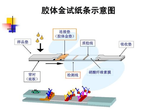 金标类检测试剂是指:利用胶体金免疫技术,通过竞争法或夹心法,然后