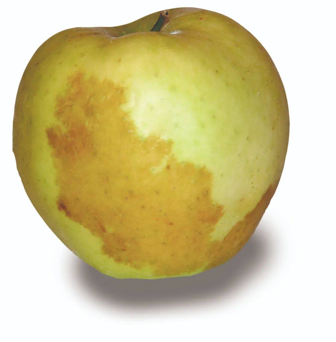 的多酚与多酚氧化酶发生化学反应,使细胞变成棕色,使苹果外表看起来像