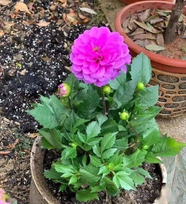 怎么种大丽花 903adfb4b87e4adaa9d78f653e92cc78.jpeg