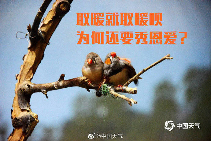 冬天最扎心的地方在于，连小动物们都有对象抱