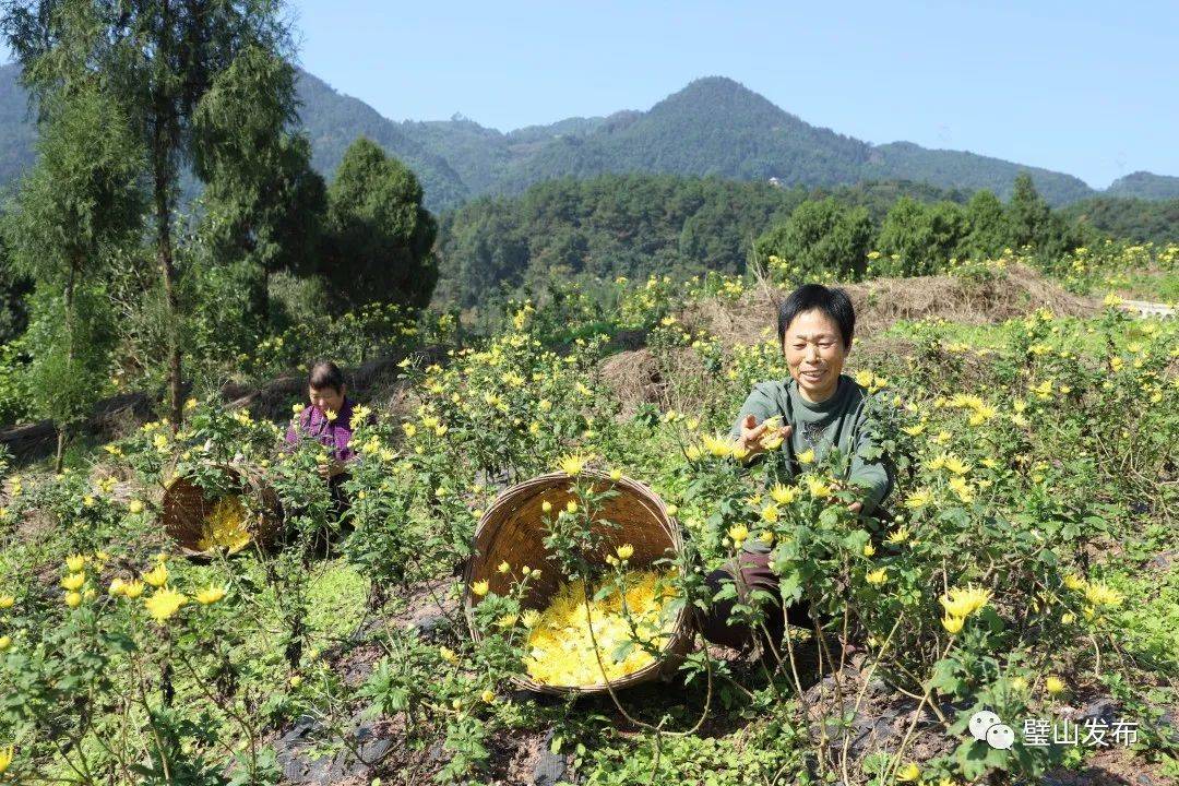 【决战决胜脱贫攻坚】大兴镇万民村:金菊产业铺路 村民增收致富