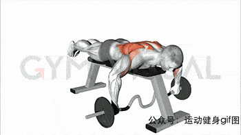 23张肌肉动图谱告诉你,全套背部肌肉怎么练