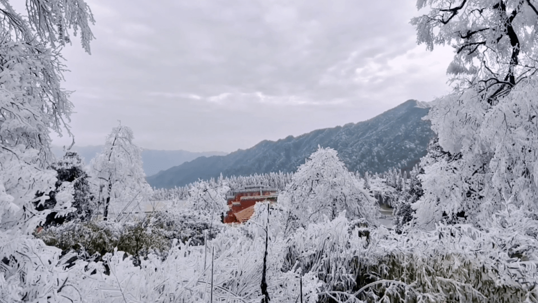 大雪节气都来了还不来阳明山攻略带走