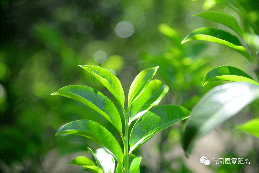 20 常见单丛茶品种,全在这!_茶树