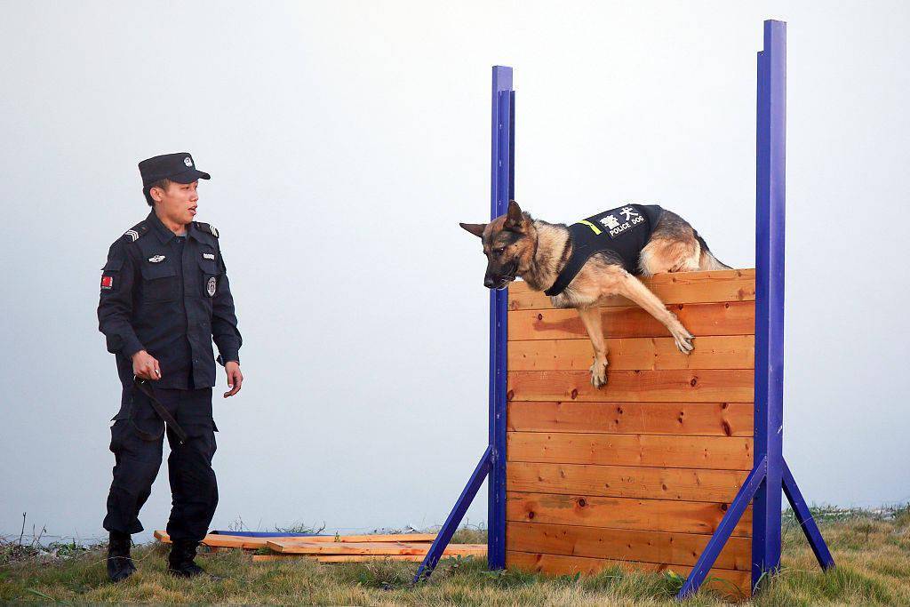 (来源:视觉中国)巡特警大队警犬训导员正在引导警犬进行扑咬训练.
