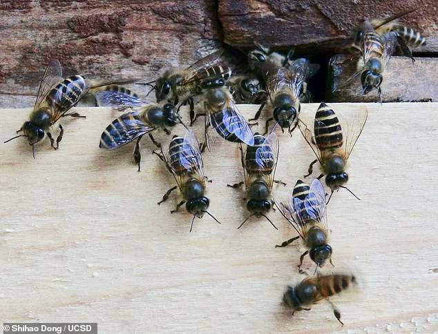 入侵|蜜蜂工蜂居然会喊“狼来了”，警告入侵大黄蜂，警示蜂群攻击