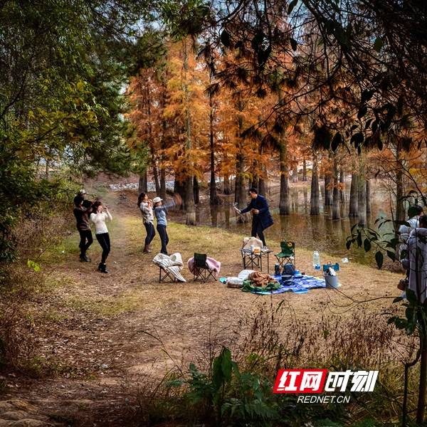 组图|邵阳县长阳铺红杉林正当红_休闲