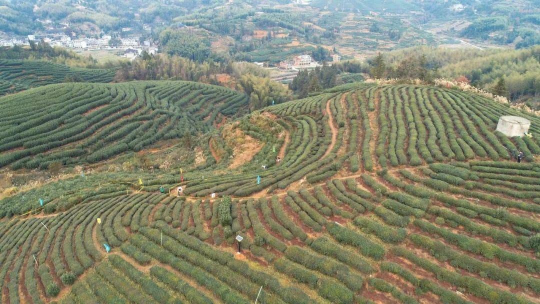 泰顺雅阳GDP2020年_泰顺雅阳美食凤爪