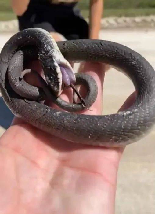 蛇是两栖动物吗为什么 ca4b7d7d734348029f555d0165ccf006.jpeg