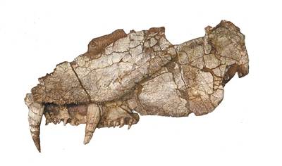 始椎类最"长寿"化石刷新认知 灭绝时间比现有记录晚3000万年