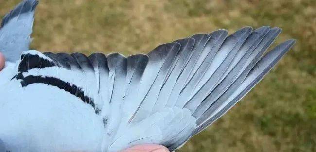 比赛竞翔中占尽优势的赛鸽翅膀是啥形状