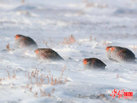 新疆托里：好呆萌！灰山鹑雪地埋头觅食