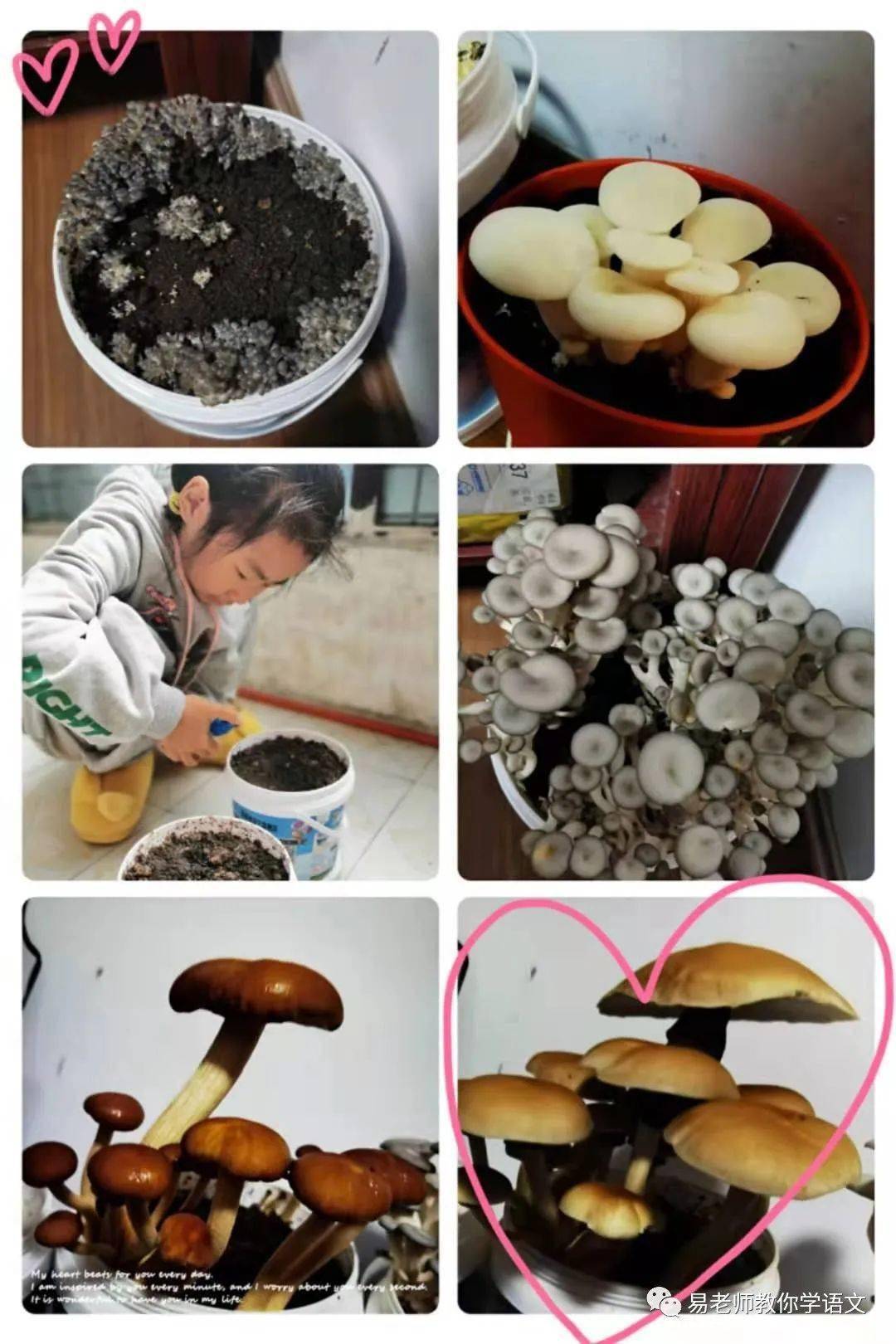 养菌菇