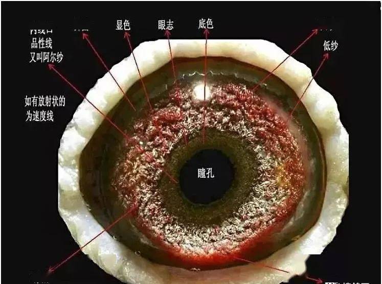 获奖鸽眼砂结构的共性,普及鉴赏鸽眼必知6大结构