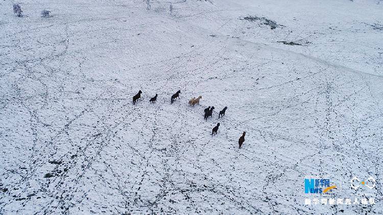 这是无人机拍摄的菖蒲大草原雪景,野马雪中奔腾.