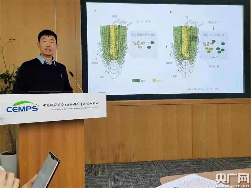皮层|中国科学家破解豆科植物与根瘤菌共生固氮秘密
