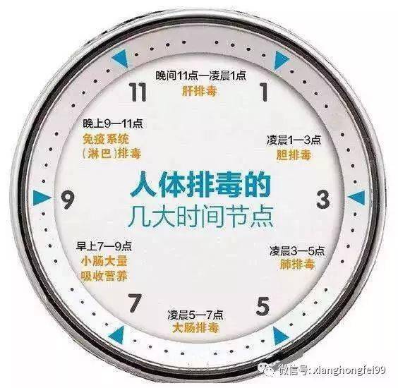 【晚上12个钟生物钟规律】1,晚9-11点为免疫系统排毒,应静听音乐.