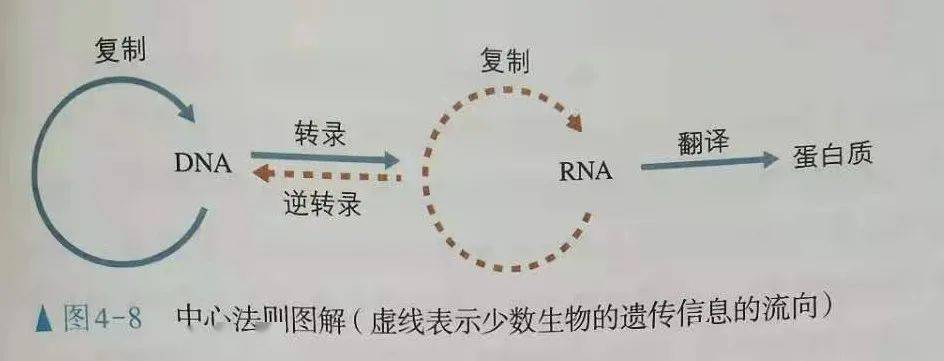 中心法则各个过程的方向有啥规律?_手机搜狐网