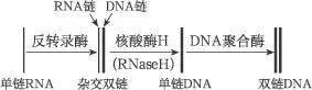 中心法则各个过程的方向有啥规律