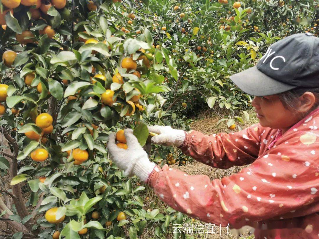 信宜杨姓人口_茂名各区县:电白人口净流出46万,化州净流出50.9万,高州51万,茂