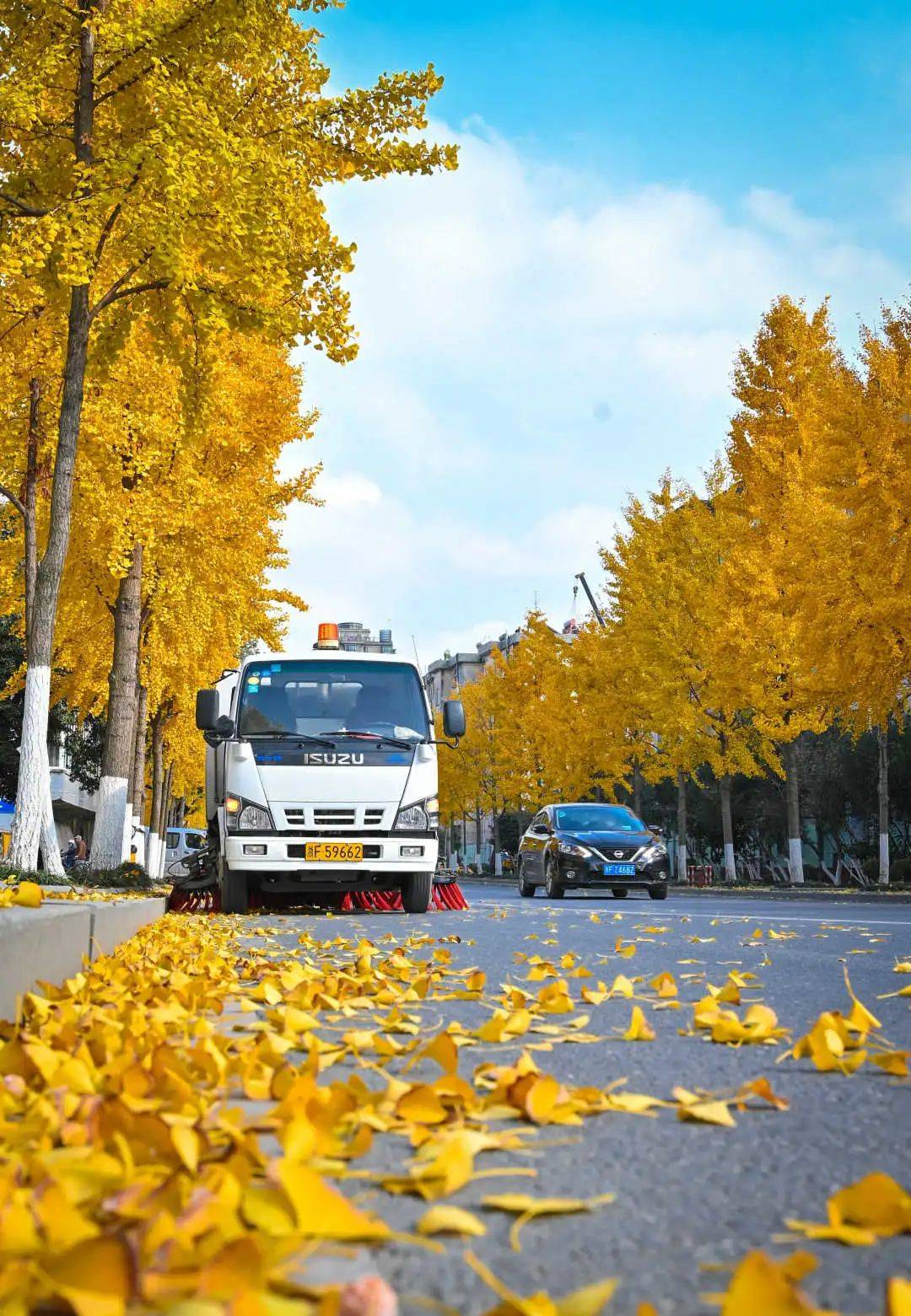 除了三塔路,南湖区这里的银杏也美得正当时_新嘉街道