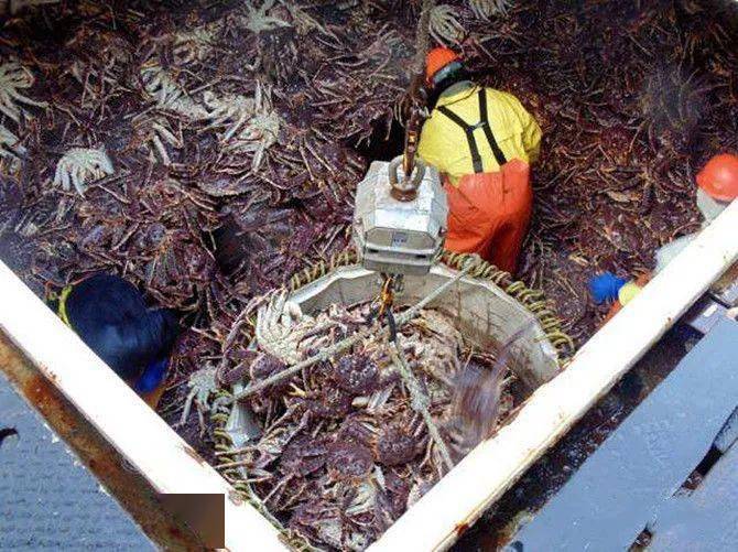 外来物种入侵南极,当地人不敢吃,中国网友:还有三秒到达战场