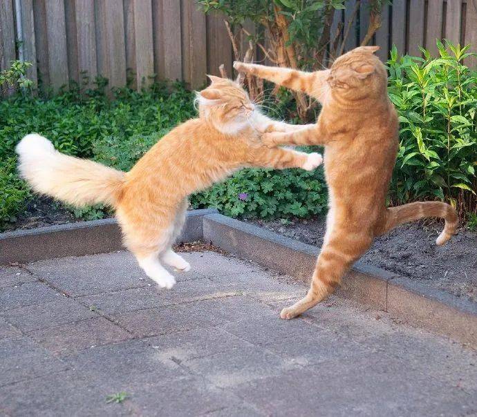 这橘猫,到哪里都能看到它在打架